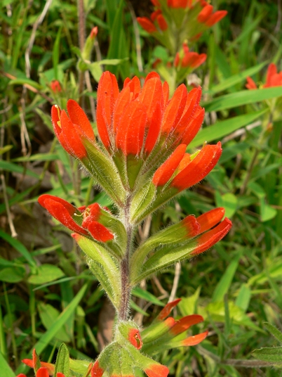 {Castilleja coccinea}
